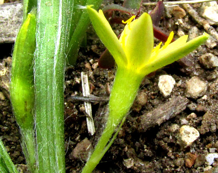 Mexican Yellow Star-grass, HYPOXIS DECUMBENS, flower side view and hairy leaf