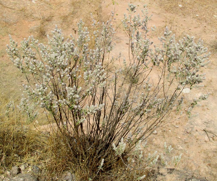 Desert Lavender, HYPTIS ALBIDA, plant