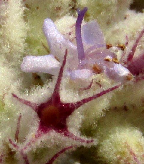 Desert Lavender, HYPTIS ALBIDA, close-up of a flower and the interior of a hairless, star-shaped calyx