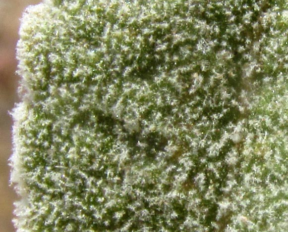 Desert Lavender, HYPTIS ALBIDA, hairs on upper leaf surface