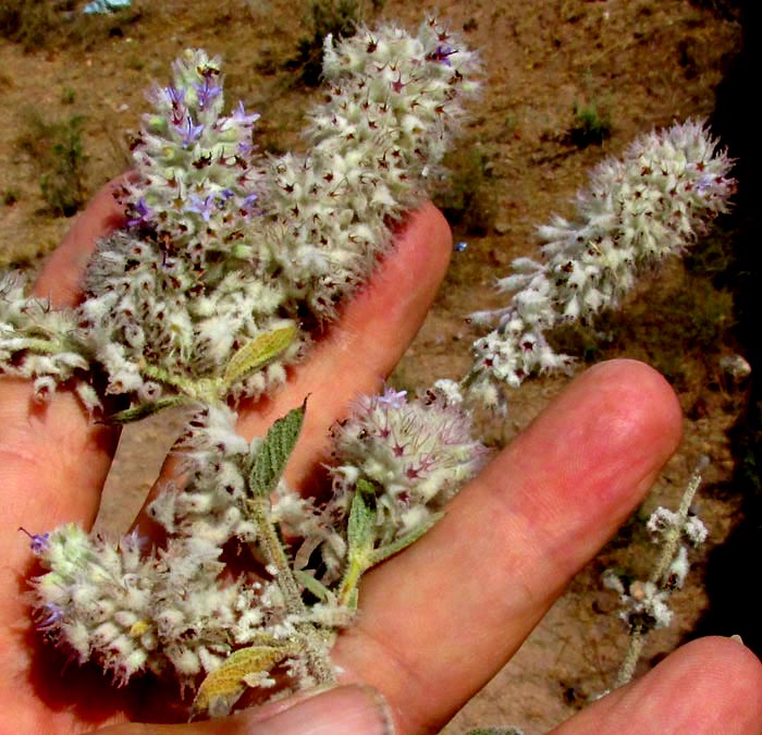 Desert Lavender, HYPTIS ALBIDA, flower clusters