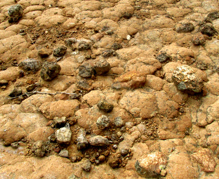 Outcropping bed of andesitic ignimbrite, eroded polygonal blocks