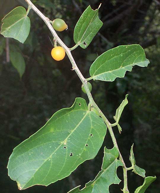 CELTIS IGUANAEA, Iguana Hackberry