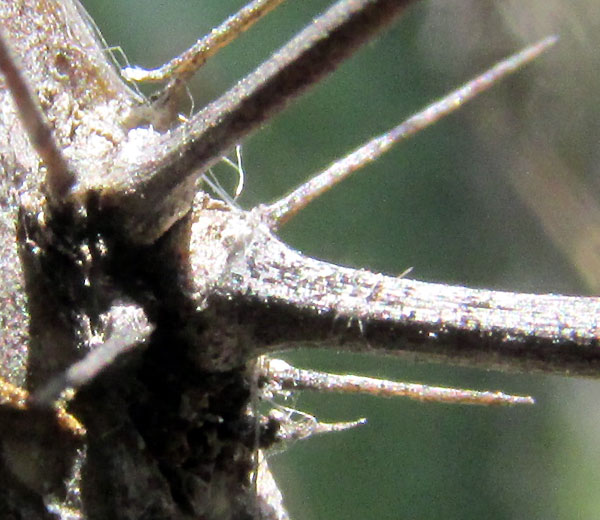 Candelabra Cactus, STENOCEREUS DUMORTIERI, glandular spine bases