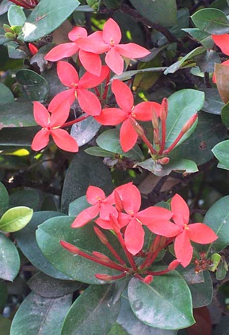 Crimson Ixora, IXORA COCCINEA