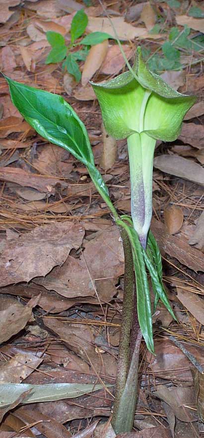 Jack-in-the-pulpit, ARISAEMA MACROSPATHUM