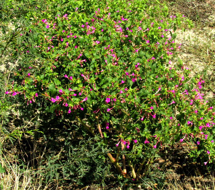 Marvel of Peru Four-O'Clock, MIRABILIS JALAPA, weedy