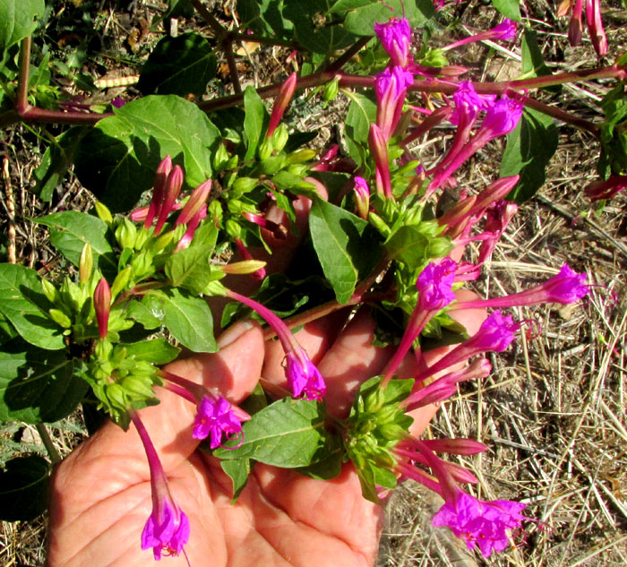 Marvel of Peru Four-O'Clock, MIRABILIS JALAPA, flowers