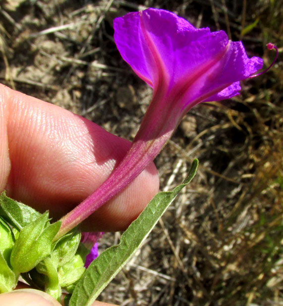 Marvel of Peru Four-O'Clock, MIRABILIS JALAPA, flower side view