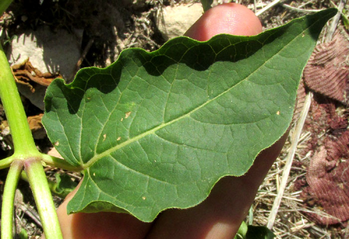 Marvel of Peru Four-O'Clock, MIRABILIS JALAPA, leaf