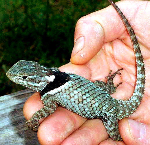 Cleft Lizard, SCELOPORUS GEMINUS