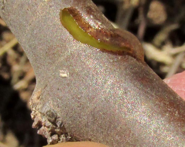 LEATHERSTEM / WITCH'S FINGERS, Jatropha dioica, dry season leafless