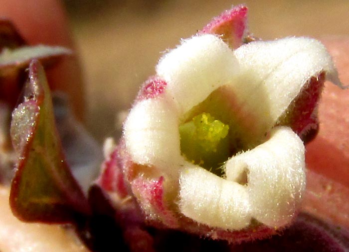 LEATHERSTEM / WITCH'S FINGERS, Jatropha dioica, female flower