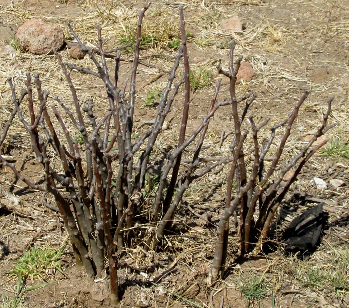 LEATHERSTEM / WITCH'S FINGERS, Jatropha dioica, dry season leafless