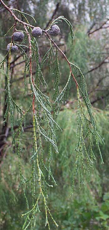 Weeping Juniper, Drooping Juniper, Mexican Juniper, JUNIPERUS FLACCIDA