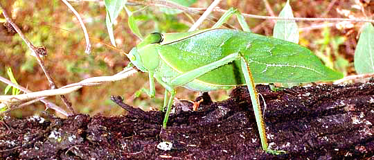 Giant Katydid, STILPNOCHLORA COULONIANA