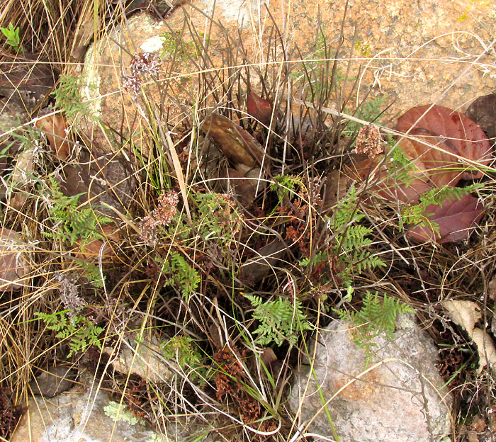 Glandular Lip Fern, HEMIONITIS KAULFUSSII, in habitat