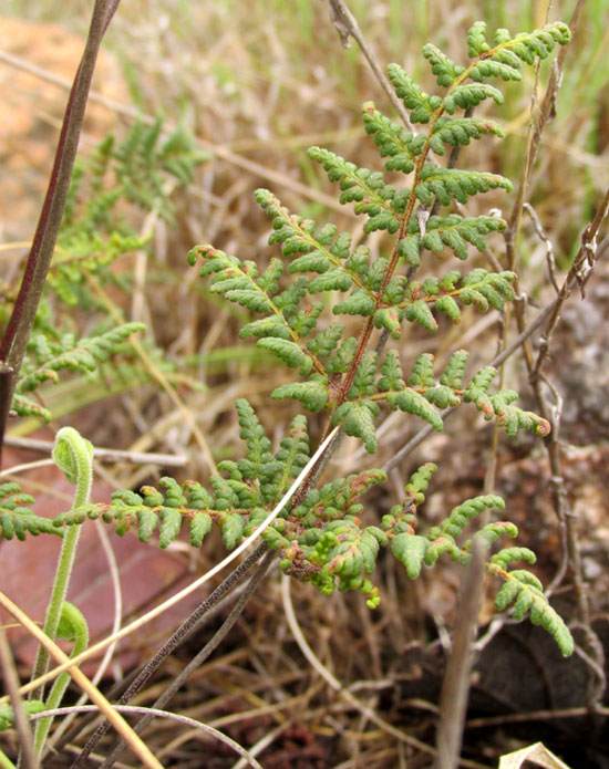 Glandular Lip Fern, HEMIONITIS KAULFUSSII, frond