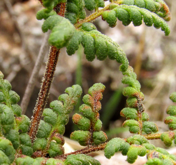 Glandular Lip Fern, HEMIONITIS KAULFUSSII, glands and grooves