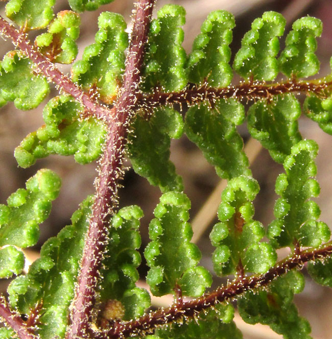 Glandular Lip Fern, HEMIONITIS KAULFUSSII