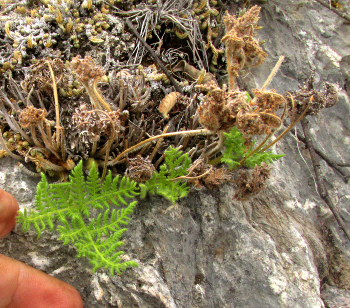 Glandular Lip Fern, HEMIONITIS KAULFUSSII, young fronds in habitat