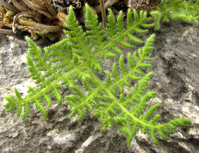 Glandular Lip Fern, HEMIONITIS KAULFUSSII, young frond viewed from top