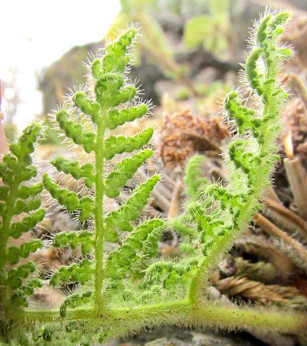 Glandular Lip Fern, HEMIONITIS KAULFUSSII, young fronds with long, glandular trichomes, seen close-up from below