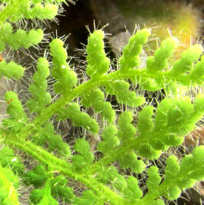 Glandular Lip Fern, HEMIONITIS KAULFUSSII, young fronds with long, glandular trichomes, seen close-up from above