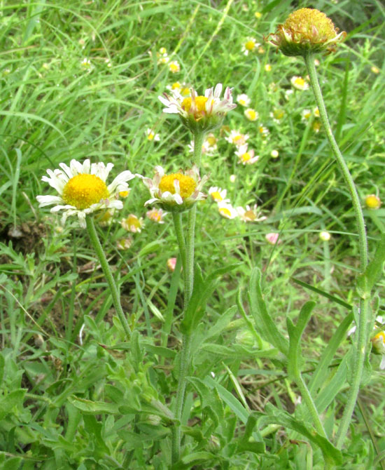 Lazydaisy, APHANOSTEPHUS RAMOSISSIMUS, capitula atop long peduncles