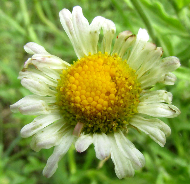 Lazydaisy, APHANOSTEPHUS RAMOSISSIMUS, capitulum from above