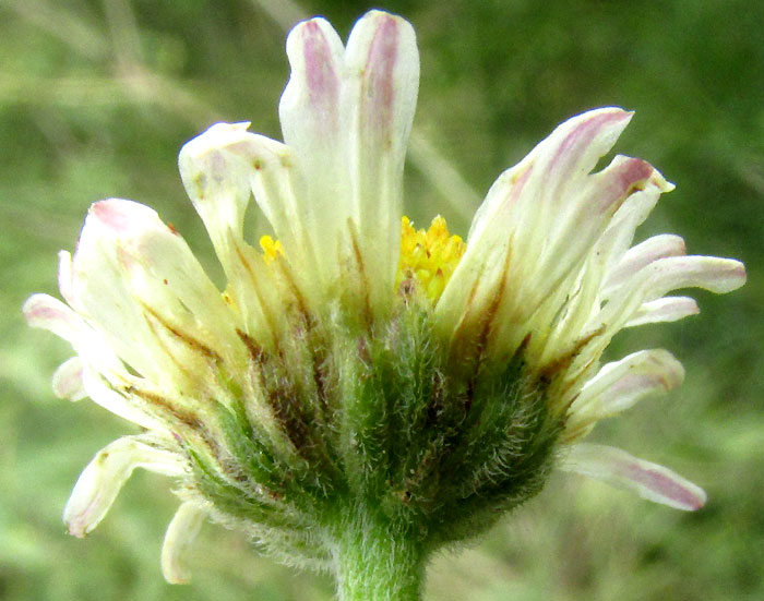 Lazydaisy, APHANOSTEPHUS RAMOSISSIMUS, involucre