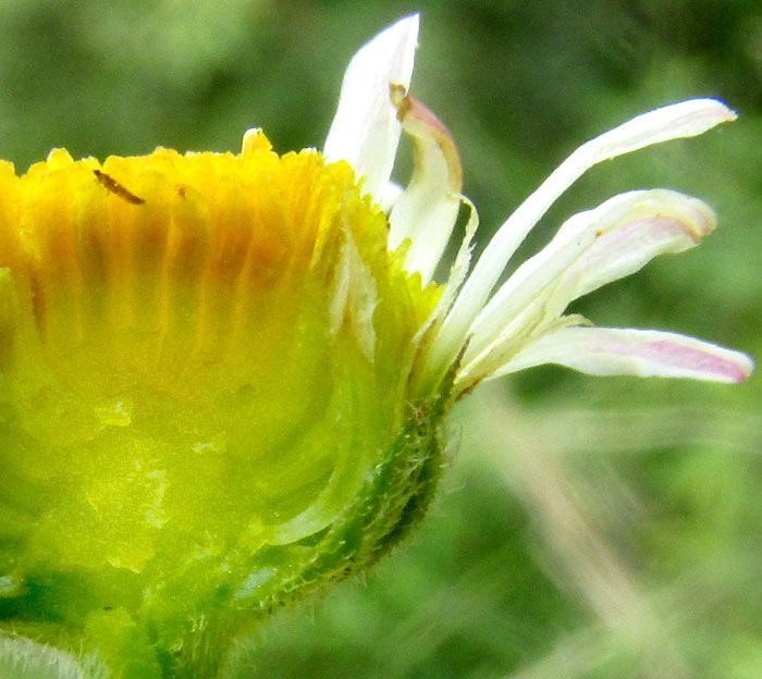 Lazydaisy, APHANOSTEPHUS RAMOSISSIMUS, capitulum longitudinal section