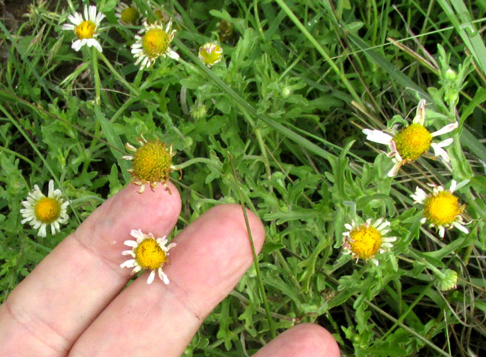 Lazydaisy, APHANOSTEPHUS RAMOSISSIMUS, colony of flowering plants