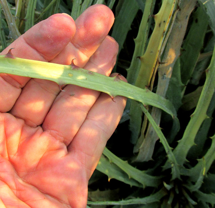 Lechuguilla, AGAVE LECHUGUILLA, spines