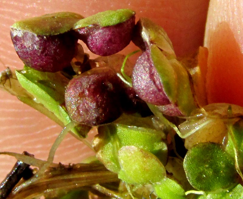 Fat Duckweed, LEMNA GIBBA, covering pond