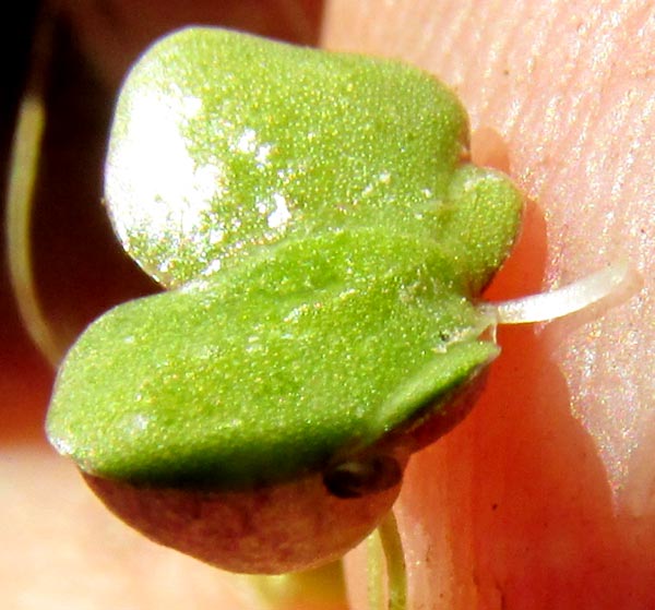 Fat Duckweed, LEMNA GIBBA, single root