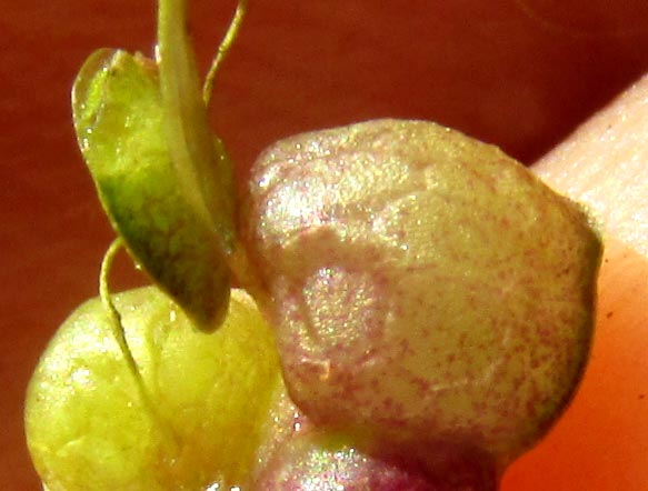 Fat Duckweed, LEMNA GIBBA, red coloration on bottom bulge