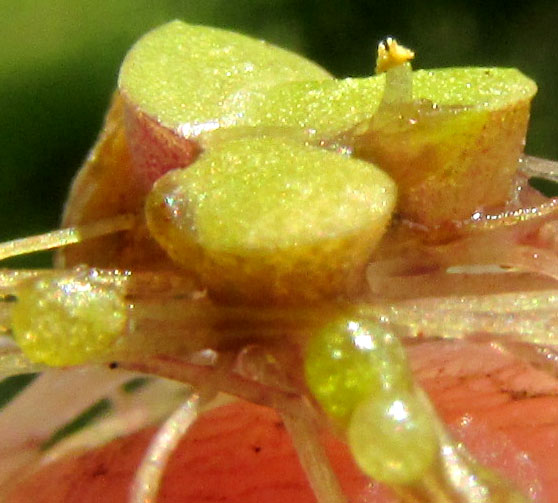 Fat Duckweed, LEMNA GIBBA, red coloration on bottom bulge