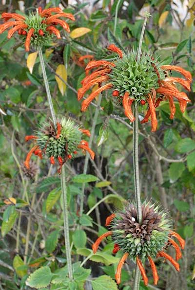 Lion's Ears or Wild Daggas, LEONOTIS LEONURUS