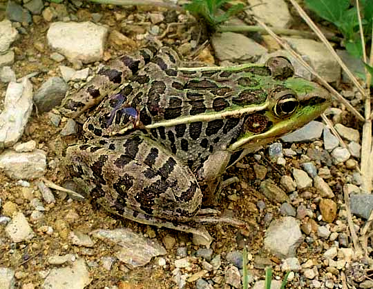 Lithobates berlandieri, Leopard Frog