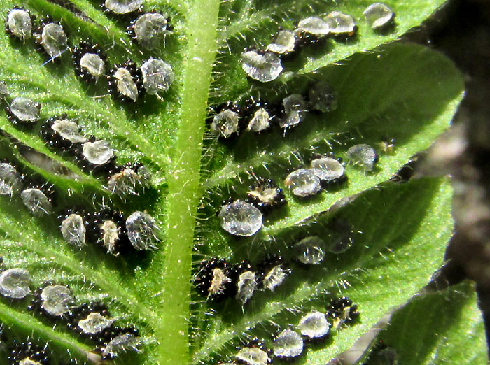 aff. DRYOPTERIS FILIX-MAS, sori close-up