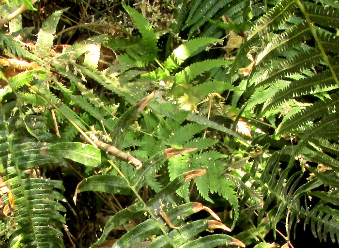 aff. DRYOPTERIS FILIX-MAS, with fronds of different species mixed together