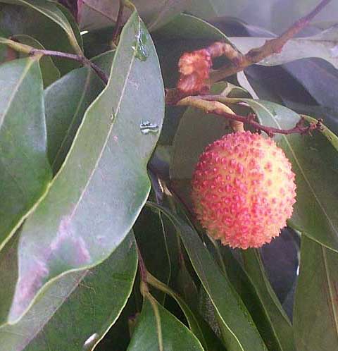 Litchi trees, LITCHI CHINENSIS