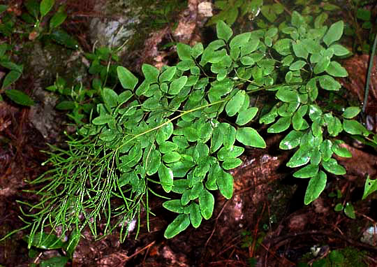 LlAVEA CORDIFOLIA, habitat