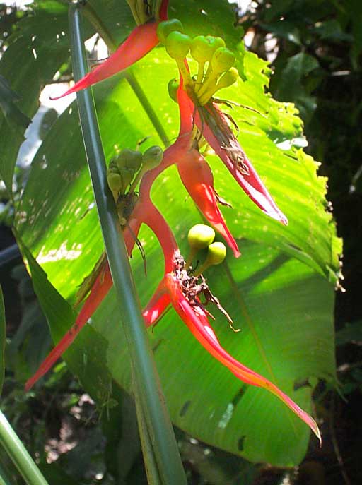 HELICONIA SCHIEDEANA, Lobster Claw Heliconia