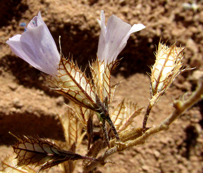 LOESELIA COERULEA, flowers with bleached bracts