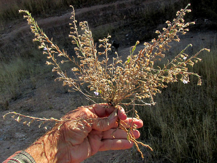 LOESELIA COERULEA, dried-out plant with a few flowers blooming