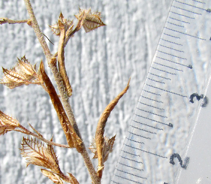 LOESELIA COERULEA, dried-out, alternate leaves each with a flowering head