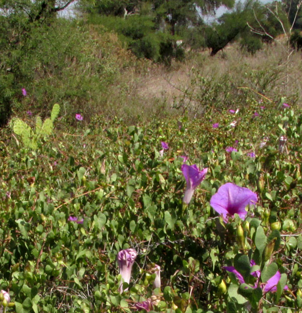 IPOMOEA LOZANII, dense population in habitat