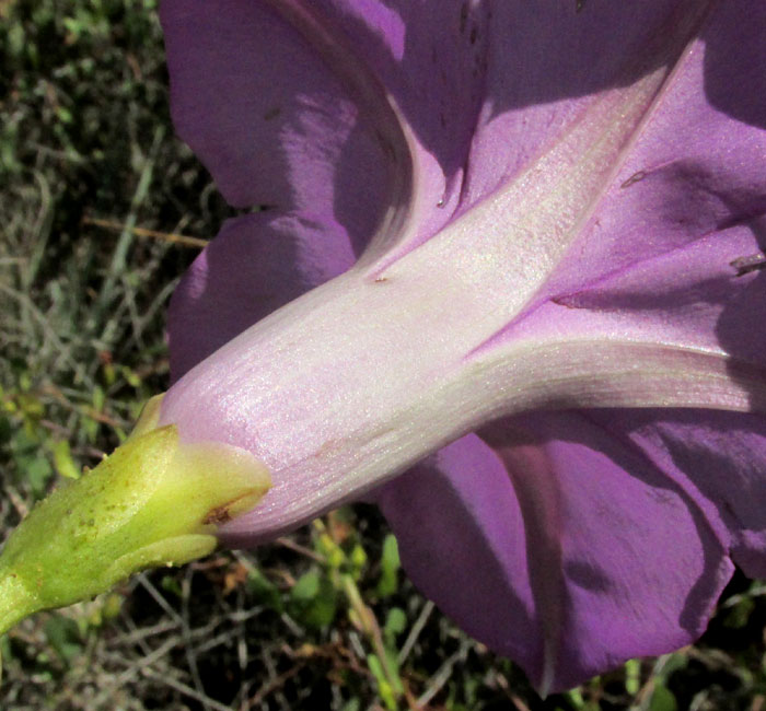 IPOMOEA LOZANII, side view